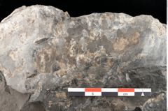 Foto (Detailansicht) von Acrostichopteris lunzensis Ettingshausen (NHMW-GEO-2024-0188-10524)
